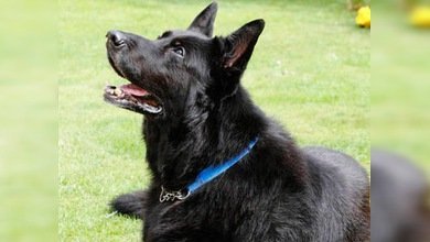 El perro de 'Harry Potter' busca a un nuevo dueño