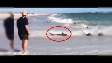 EE.UU.: 100 tiburones se dan un banquete cerca de la orilla