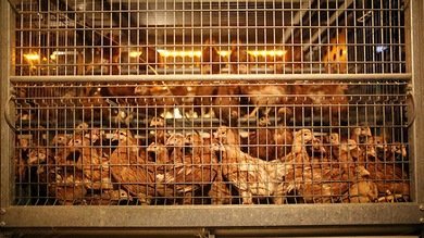 La FDA permite el uso de antibióticos en animales pese a su riesgo para los humanos