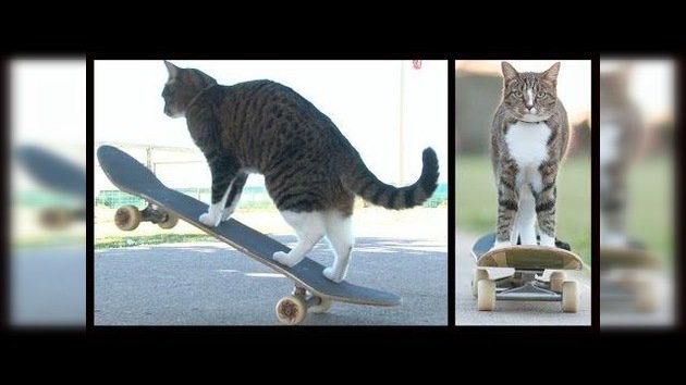 Conozca a Didga, el gato que monta en patineta mejor que muchos humanos