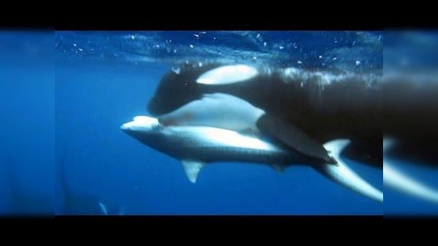 ‘Cazador cazado’: Seis orcas matan y devoran a un tiburón