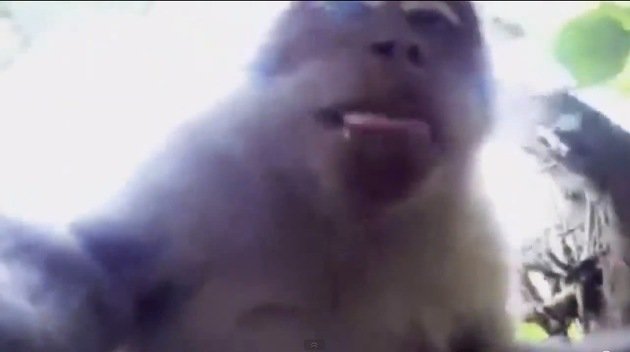 Un mono se roba una cámara y se hace un 'selfie'