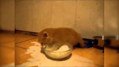 Gatito contra cuenco de leche