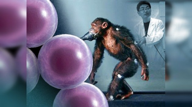 Los científicos japoneses curan a un primate paralizado con células madre