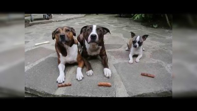 Tres perros, tres salchichas, un pequeño ladrón