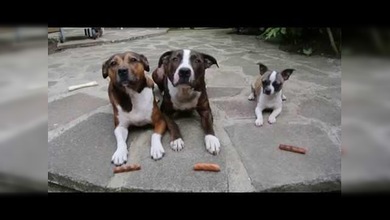 Tres perros, tres salchichas, un pequeño ladrón