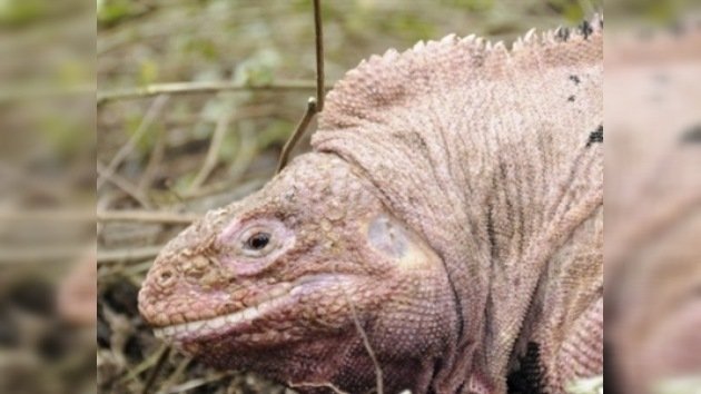 El enigma de la iguana rosada de Galápagos, se resolverá pronto 
