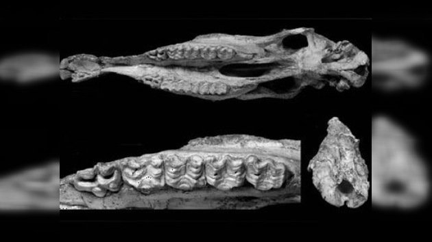 Hallan en China un cráneo de un animal que vivió hace cinco millones de años