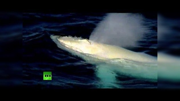 Una misteriosa ballena albina hace su aparición y sorprende en Australia