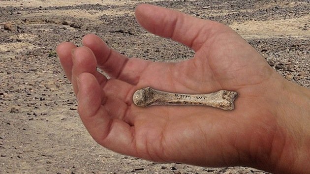 Hallan en Kenia la mano más antigua de un homínido de hace 1,5 millones de años