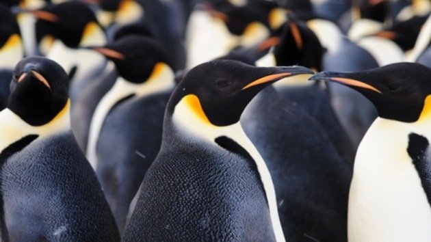 Descubren una nueva colonia de 9.000 pingüinos en la Antártica