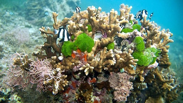Hasta los corales disponen de armas biológicas