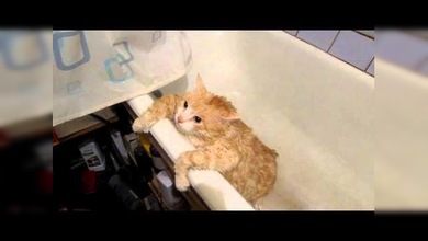 Demasiado gordo para salir de la bañera