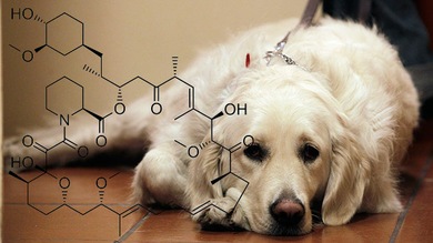Una medicina que se experimentará en perros podría prolongar la vida humana