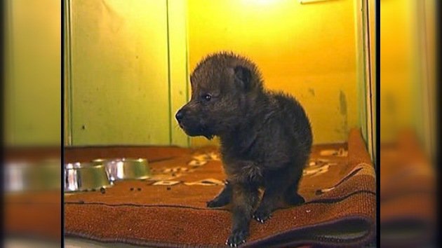 En un zoo siberiano una gata 'adopta' a un lobezno