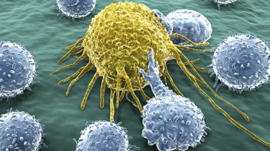 Células 'zombis' cancerosas se rescatan a sí mismas antes de morir