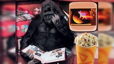 Una televisión para un gorila deprimido en el zoo de Kiev