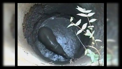 Rescatan una cría de elefante de un pozo