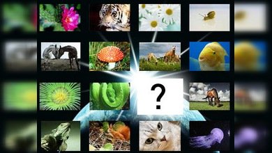 El 86% de las especies terrestres todavía no han sido descubiertas