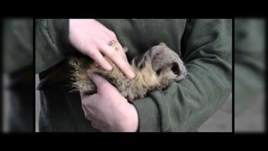 ¿Sabe usted cómo se ríe una suricata?