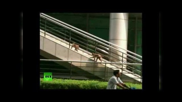 Dos monos sueltos provocan el caos en una ciudad del este de China