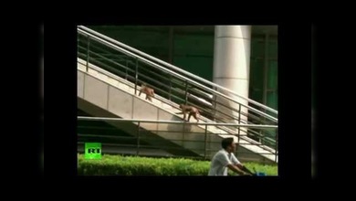 Dos monos sueltos provocan el caos en una ciudad del este de China