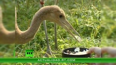 ENCUENTROS CON LA NATURALEZA : RESERVA OKSKI