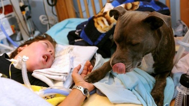 Clamor en Alemania para no separar a un perro del niño en coma al que cuidó seis años
