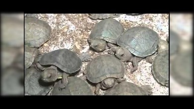Encuentran  miles de pequeñas tortugas vivas en un aeropuerto de la India