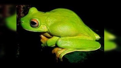 Más de un millar  de especies desconocidas fueron descubiertas en Nueva Guinea