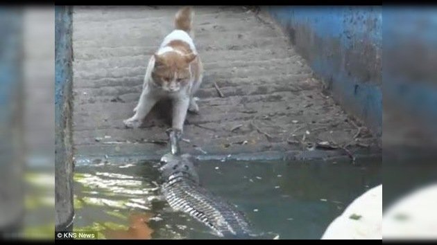Increíble batalla: un gato contra un cocodrilo
