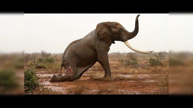 Salvan a un elefante de una lenta y dolorosa muerte en Kenia