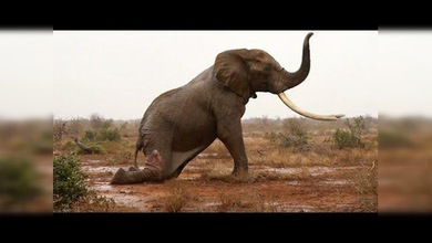 Salvan a un elefante de una lenta y dolorosa muerte en Kenia