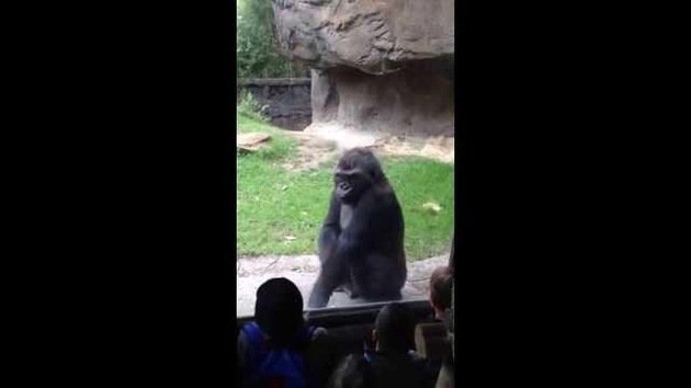 Un gorila harto de las burlas de los niños les pega un susto que no se les olvidará pronto