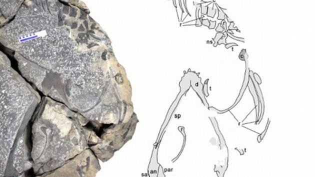 Fósiles de dragón marino demuestran que hay vida después de una gran extinción