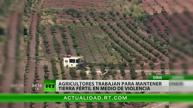A pesar de las sanciones económicas, Siria se mantiene a flote gracias a la agricultura