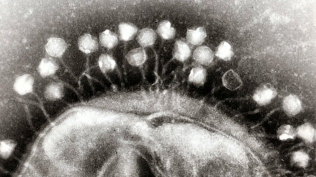 La solución contra las 'superbacterias' podrían ser los 'supervirus'