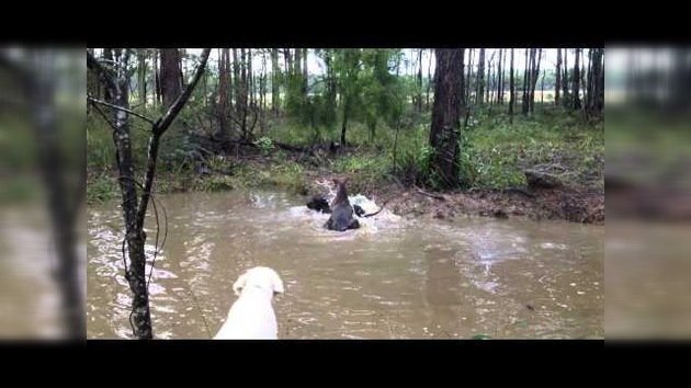 Un canguro intenta ahogar a un perro
