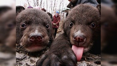 Un zoológico ruso salva de la muerte a dos ositos tibetanos huérfanos