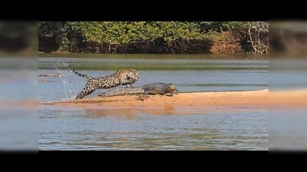 Jaguar contra cocodrilo - RT