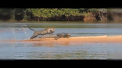 Jaguar contra cocodrilo