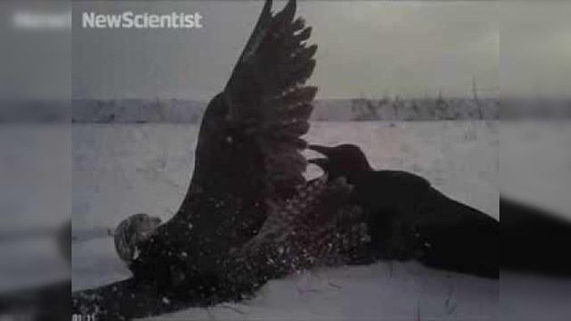 A vista de pájaro: una cámara en la espalda de un halcón nos muestra cómo cazan estas aves