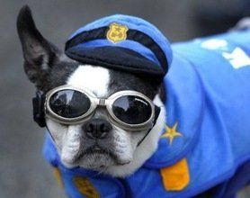 En Nueva York hasta los perros celebran Halloween