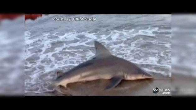 Un hombre pesca un tiburón en la playa