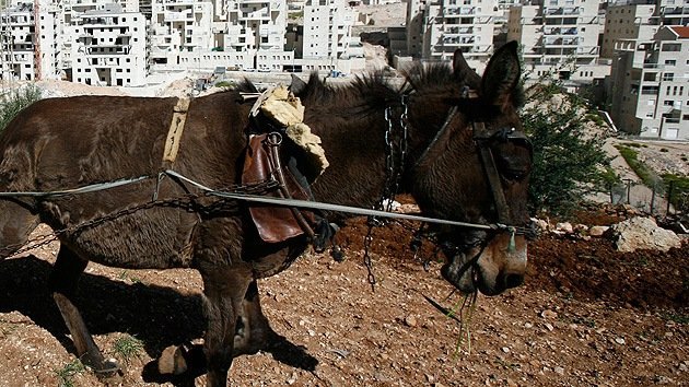 Los burros-terrorista, nueva táctica de Hamás