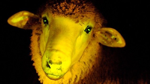 Uruguay 'da a luz' a los primeros corderos fluorescentes genéticamente modificados