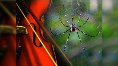 Cuerdas de violín, 'tejidas' con telarañas