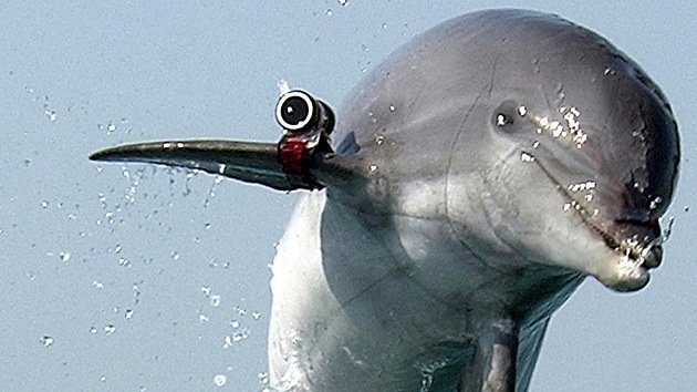 Fotos: Los delfines militares de Crimea entrarán al servicio de la Marina rusa