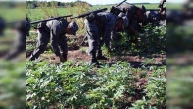 Incautaron más de 7 toneladas de marihuana en México