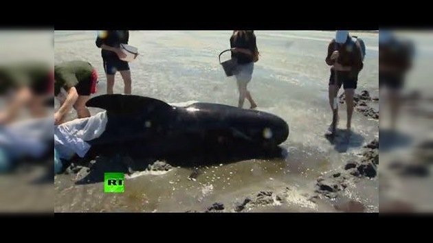 Rescatistas de Nueva Zelanda luchan por salvar la vida de ballenas piloto